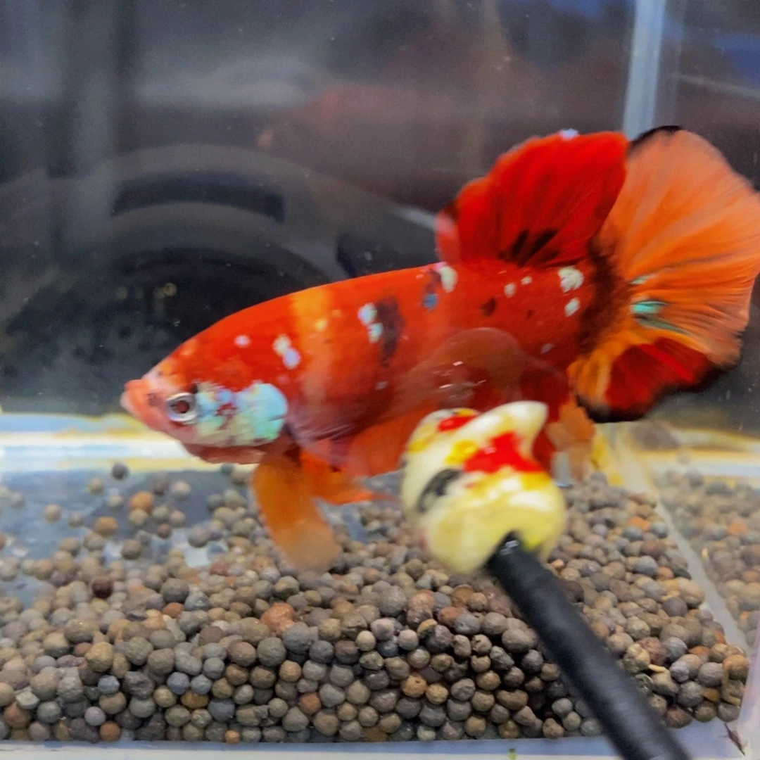 斗鱼306巨斗11111