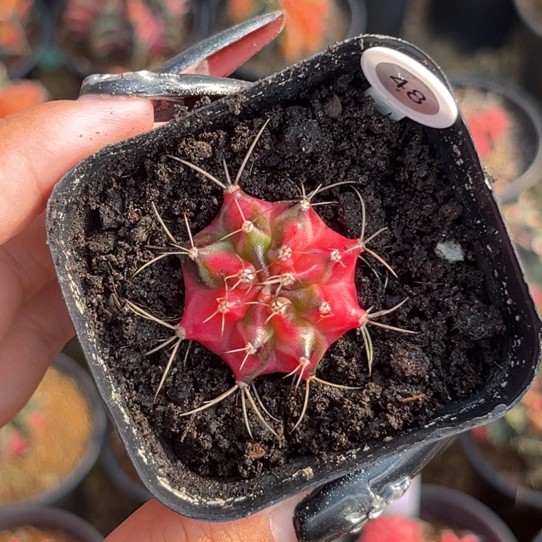 48 侧牙米哈 福利捡漏