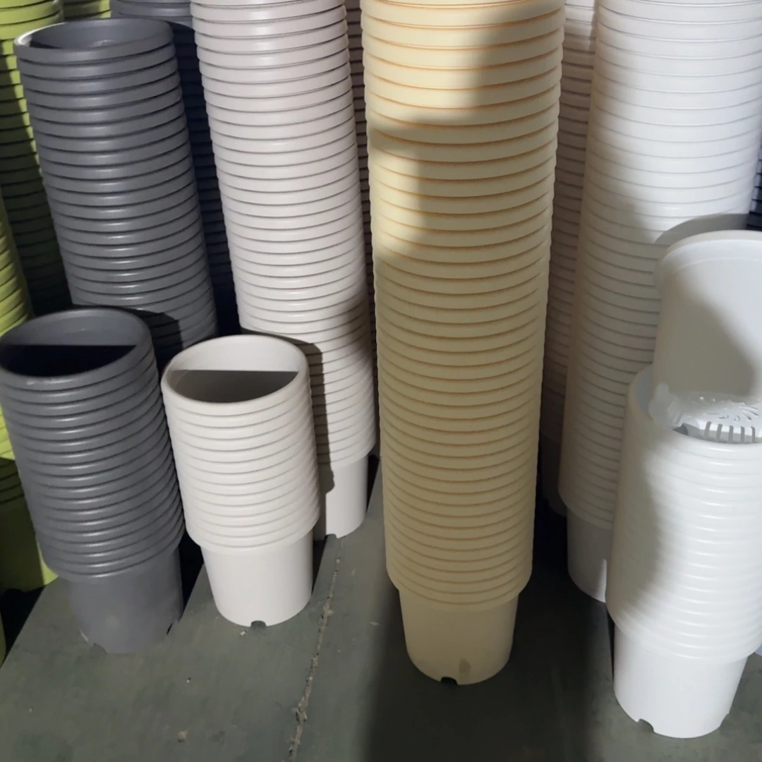 四季4号10个盆米黄的盆