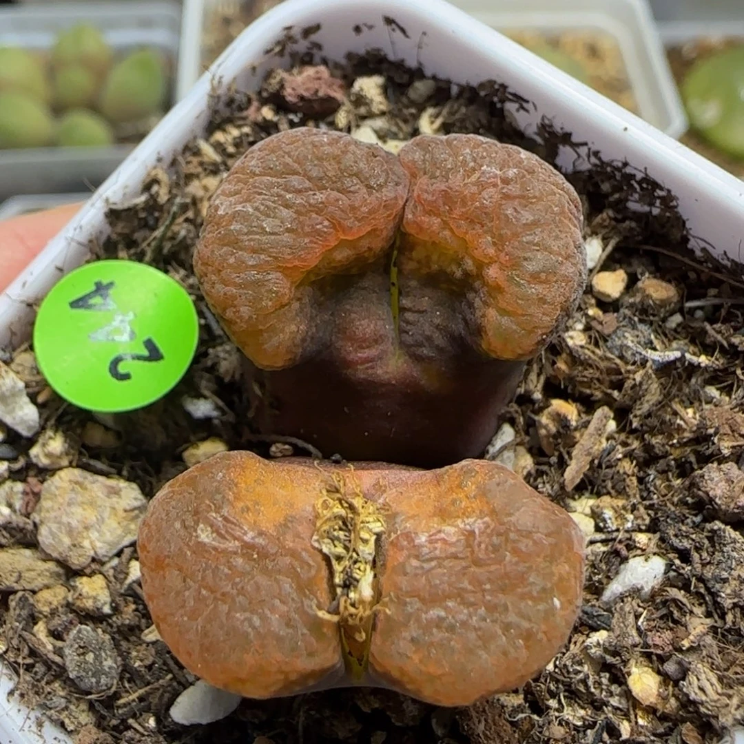 蛋糕漂亮多肉植物244