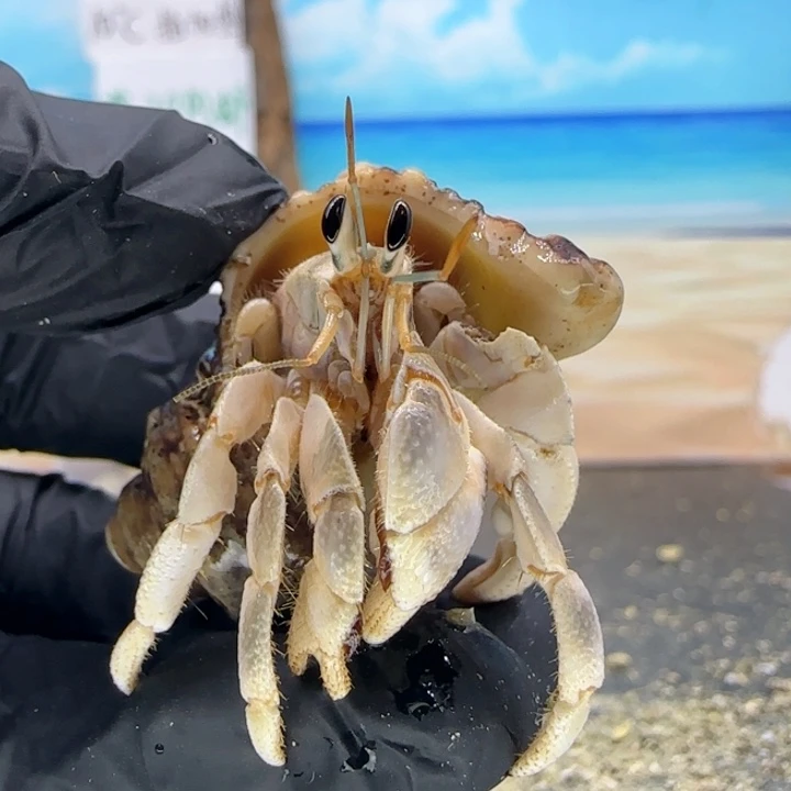 A3-1.5口灰白灰白