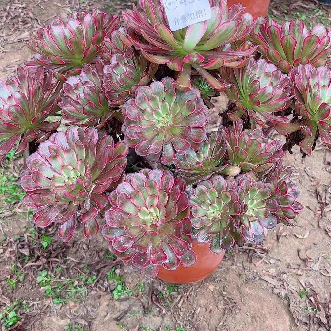 无花朵多肉植物437