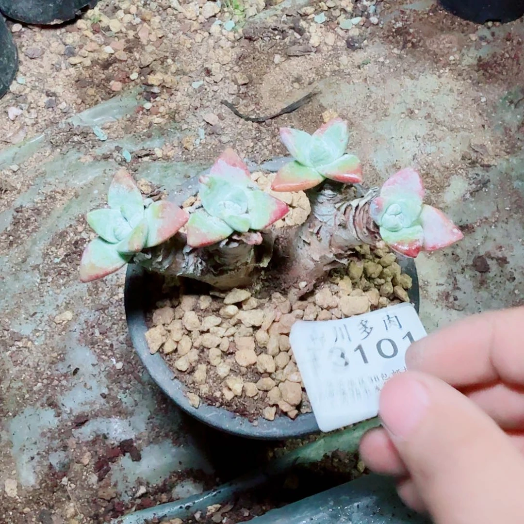 3101刘丹白毫多肉