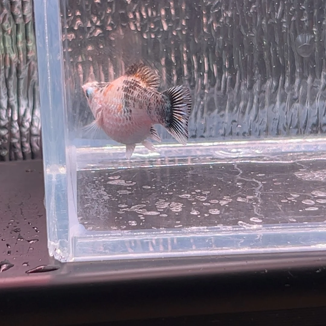 孔雀鱼玛丽鱼一条