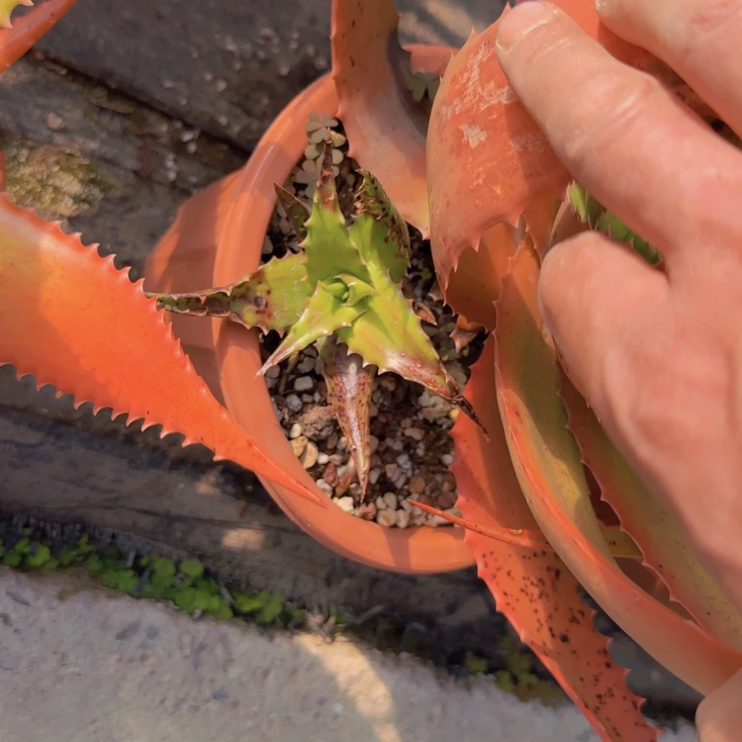 K***n块根植物块根植物