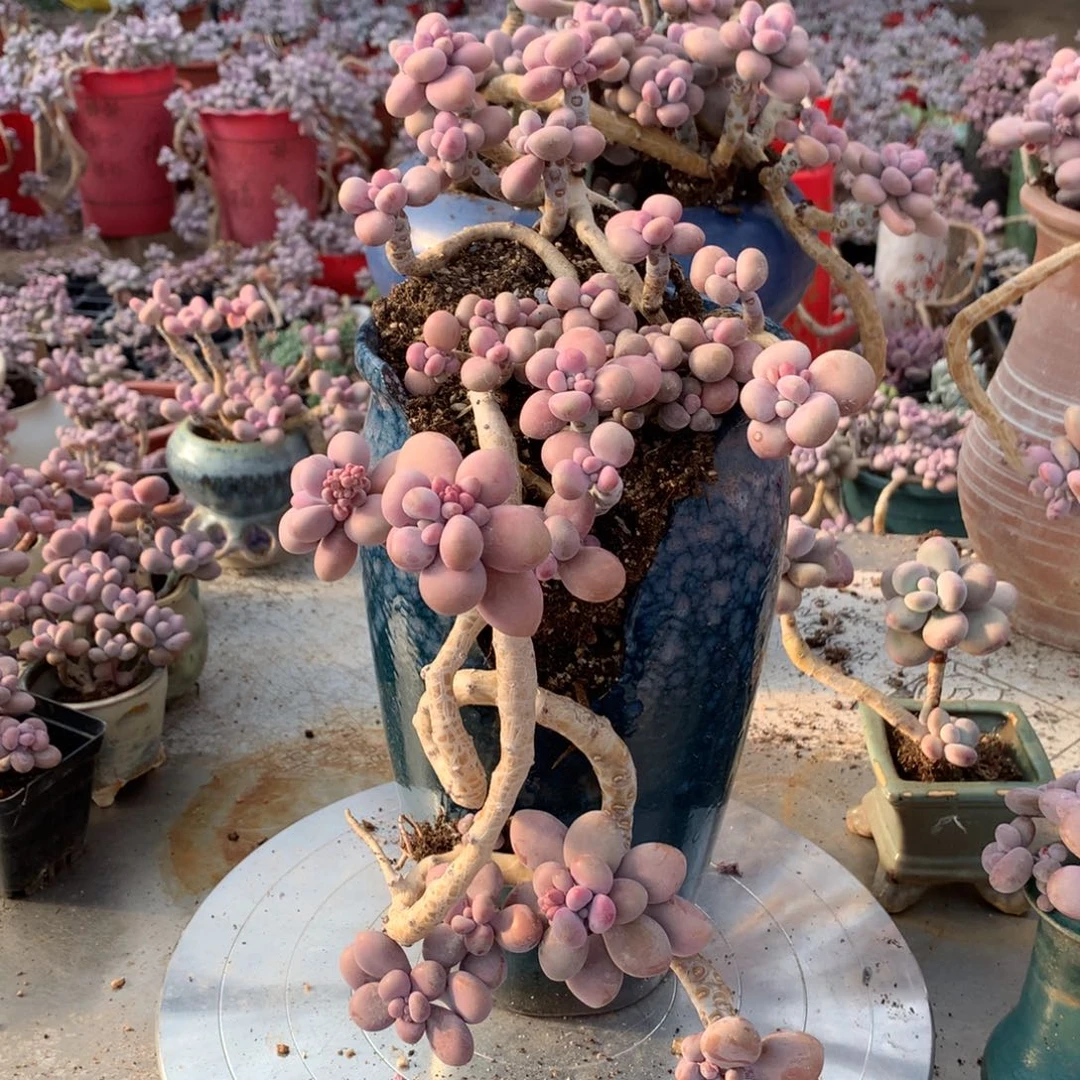 桃蛋老桩不带盆23号