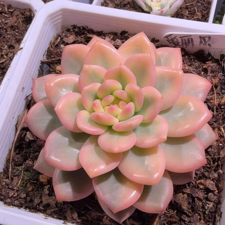 爱丽儿锦多肉植物