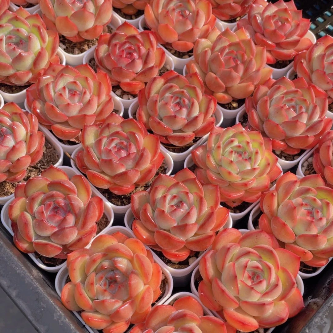 量拍15号全状态草莓杏仁单头一个