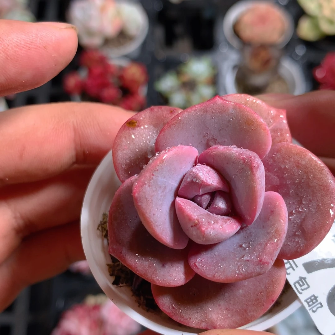 5CM拇指盆精控多肉YT670