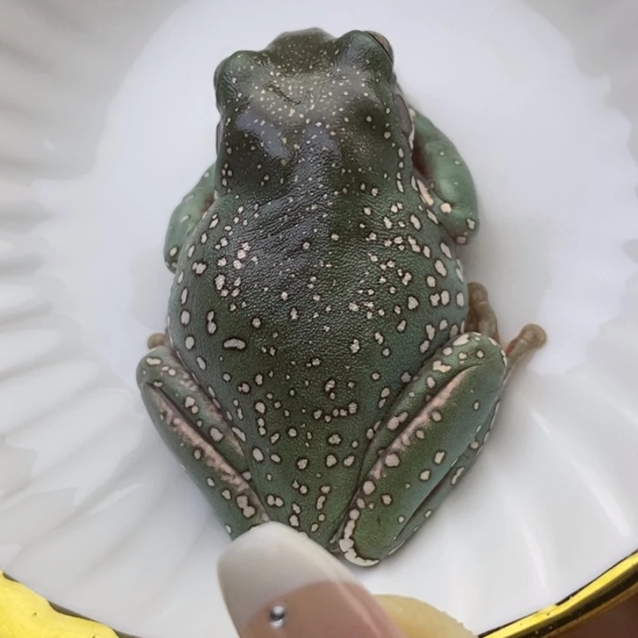 老爷树蛙澳蓝雪花5cm大蛙8号