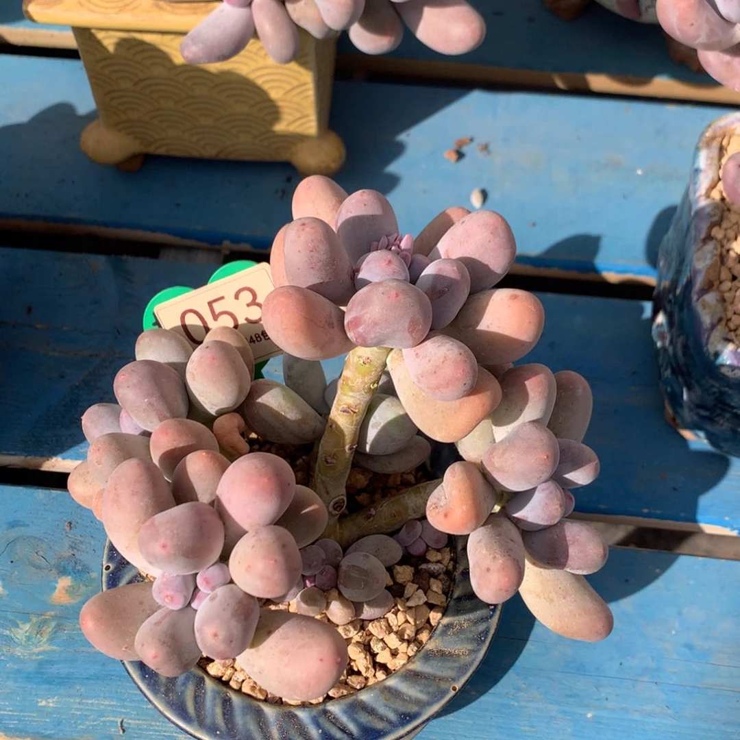 米可奶无砍老桩053