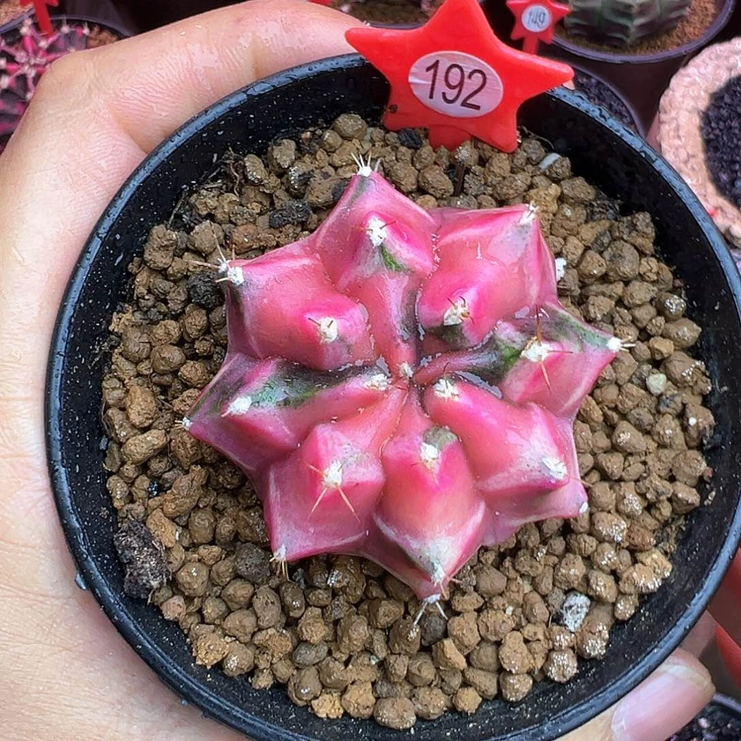 192-米哈仙人球锦带盆土发货4.5厘米