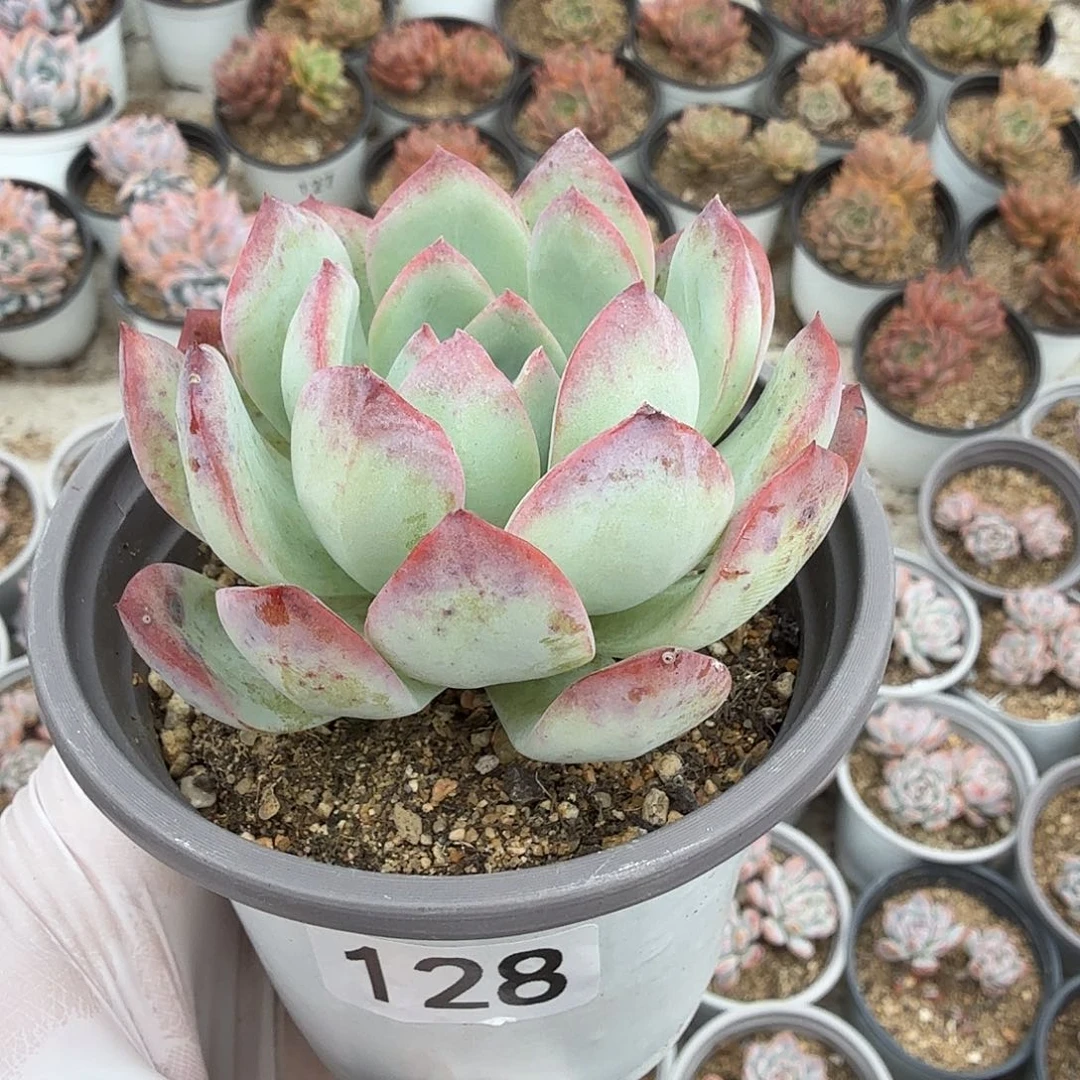 128八公分橙杂满20包邮