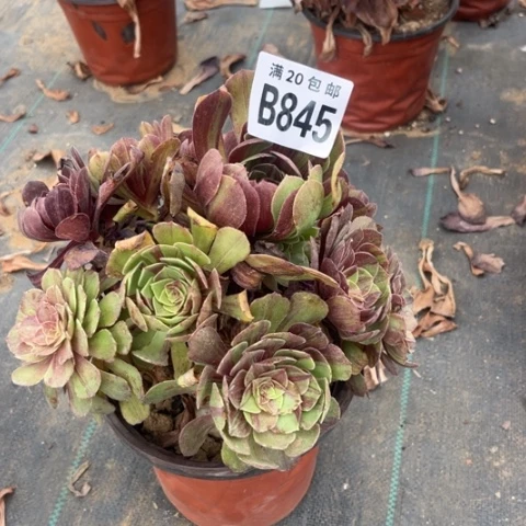 845花月夜不包断枝