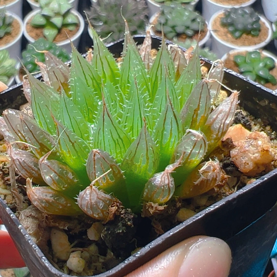 实生玉露多肉多肉一颗