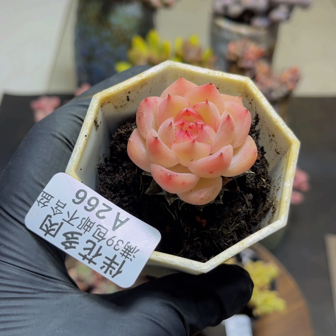 266法兰西玫瑰4厘米多肉