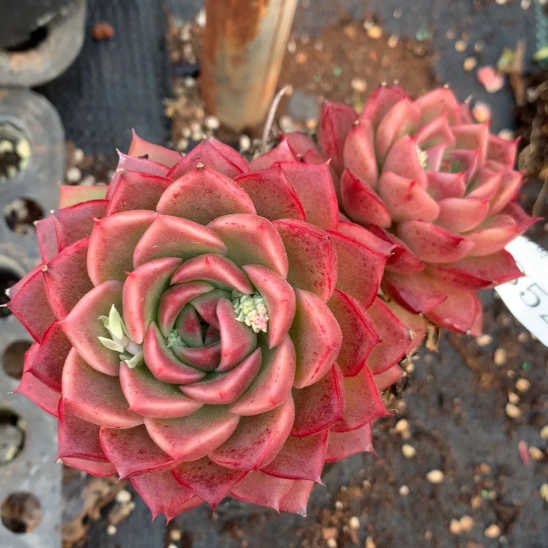 3852杂交精品基地11厘米