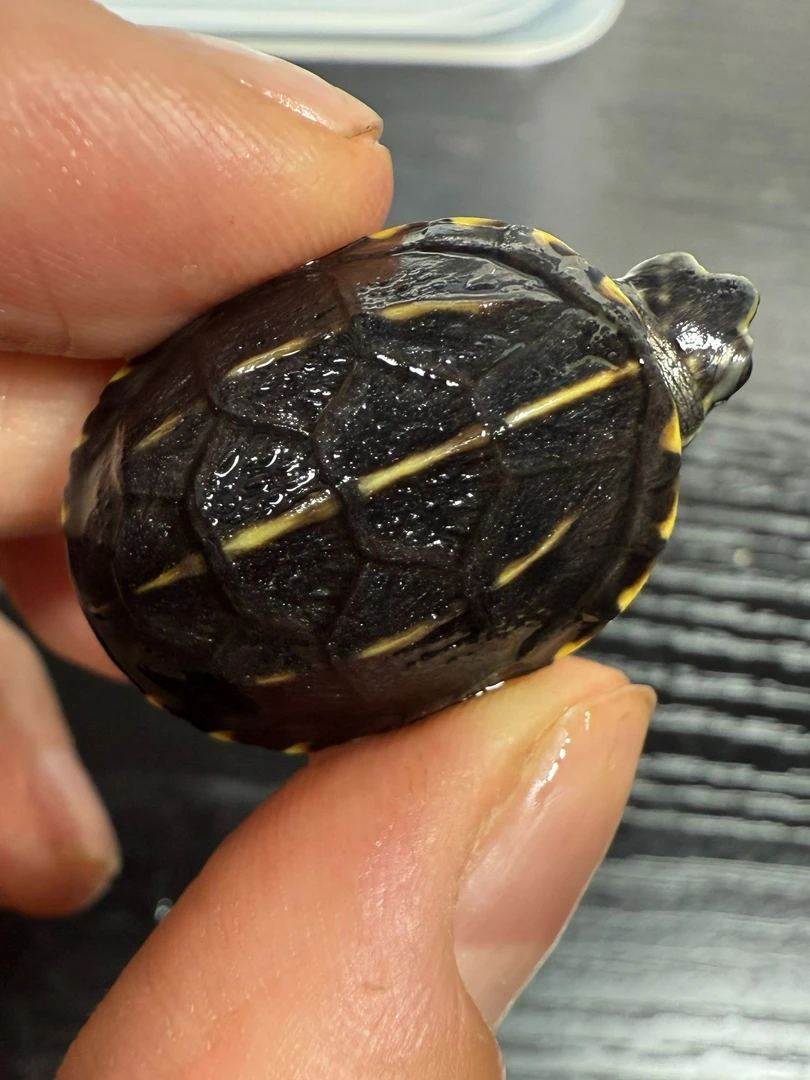 尾款链接乌龟蛋果核蛋龟蛋墨龟蛋宠物龟蛋