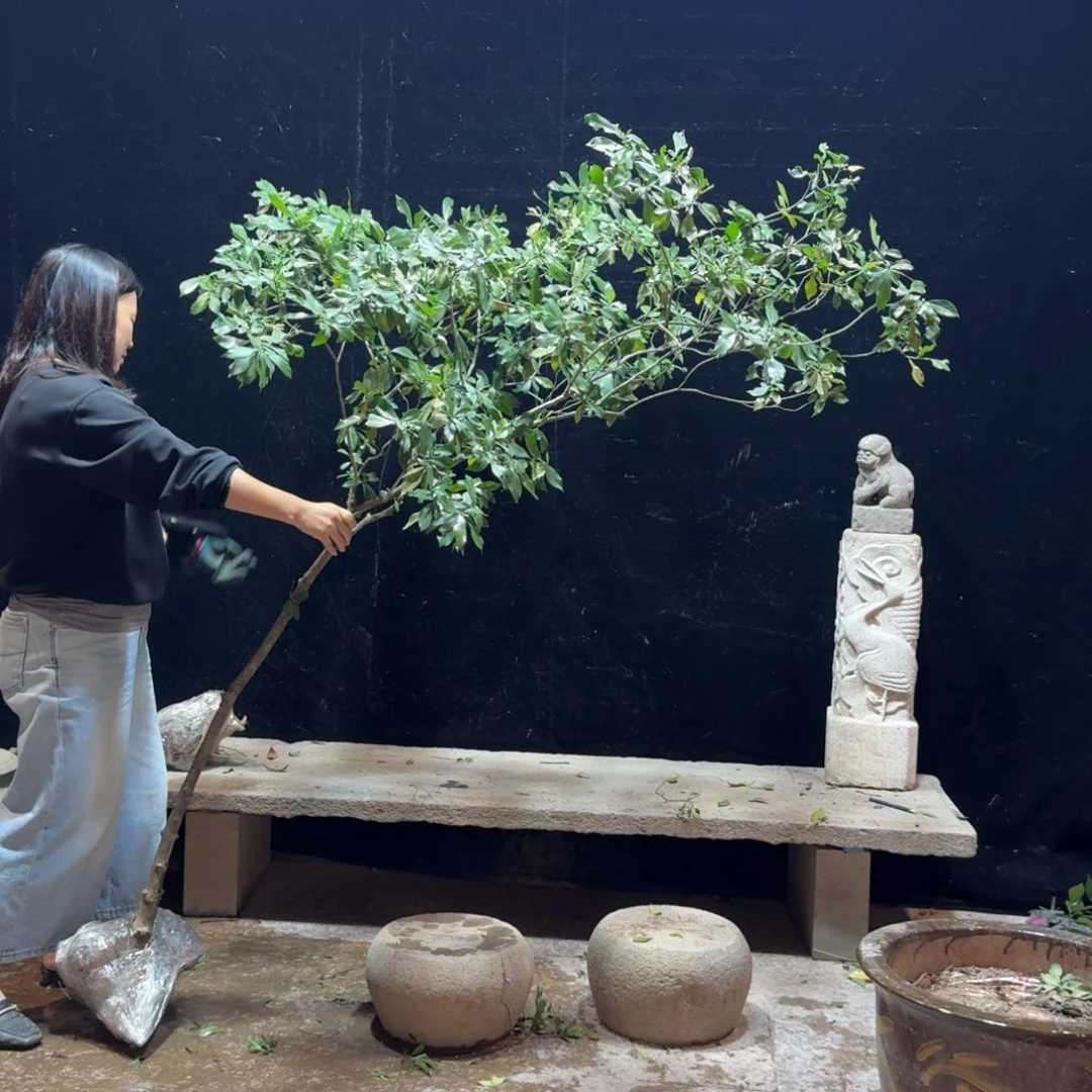 一***行完全开放栀子花造型树一物一拍