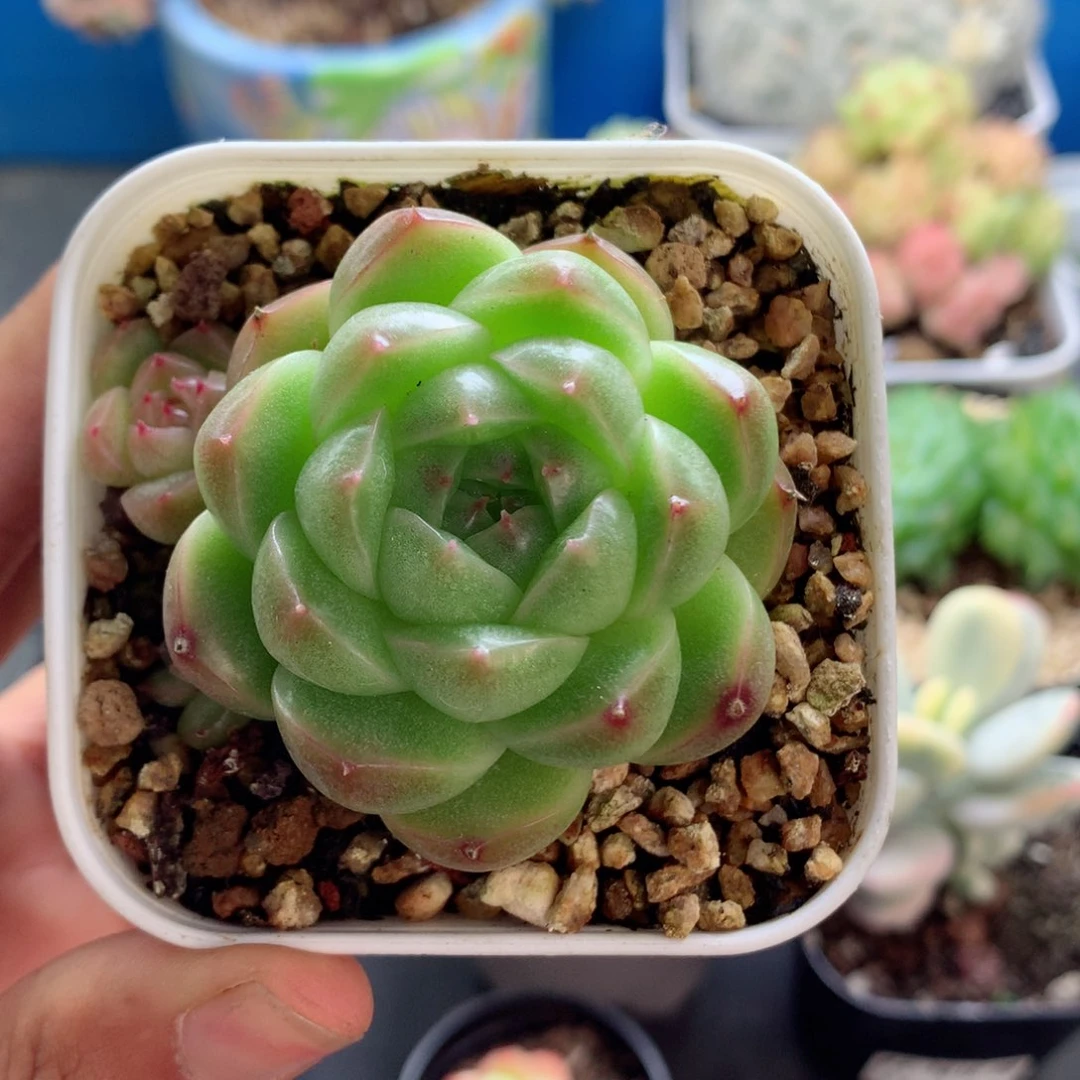 58包邮  群生不包整69