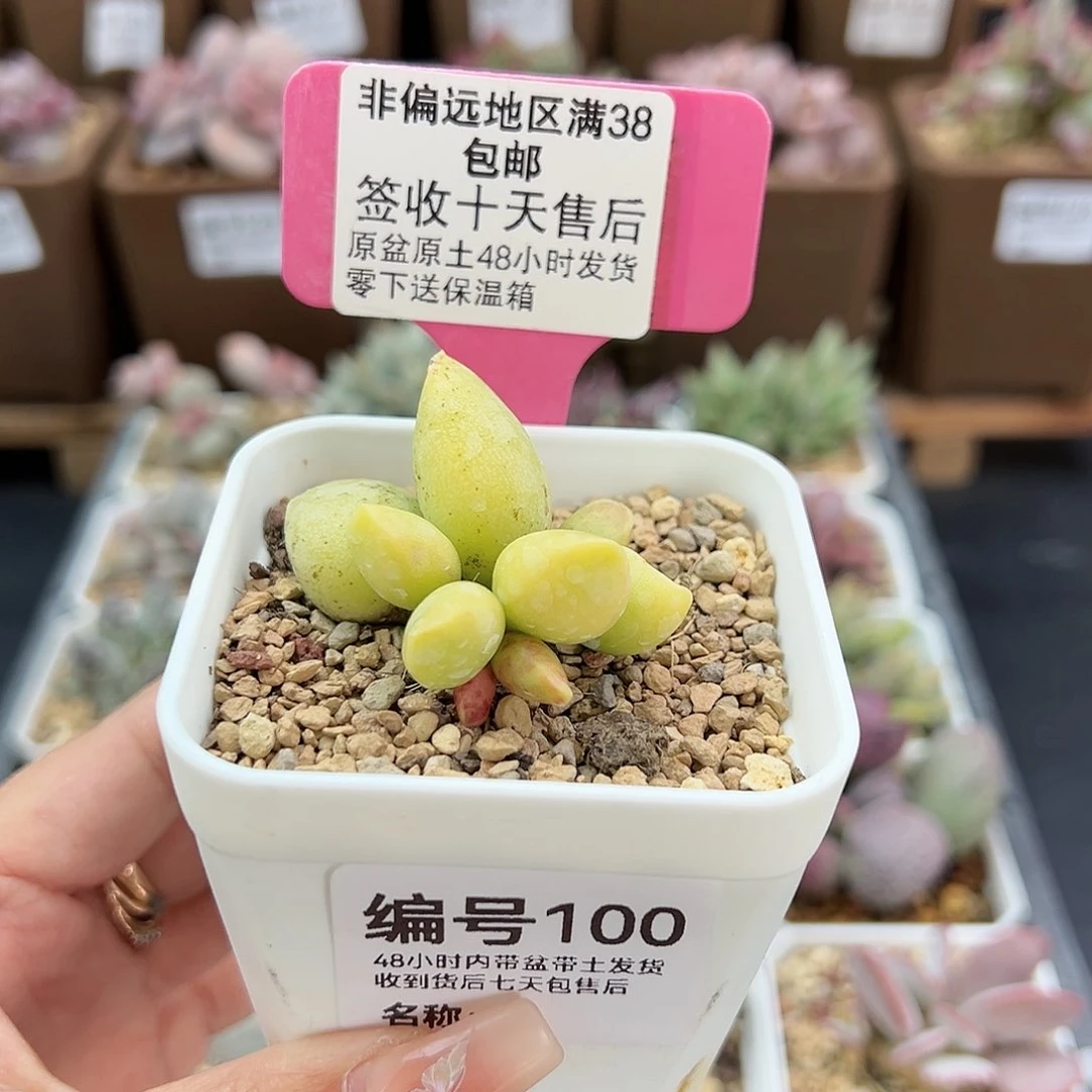 100红蜻蜓多肉植物