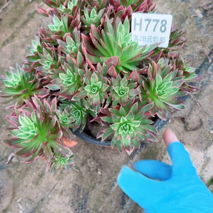 778凤凰锦多肉植物