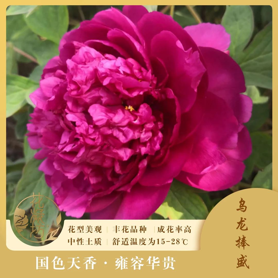 花凝坊【乌龙捧盛】 洛阳牡丹花会黑红色系品种 带盆原土 包邮到家