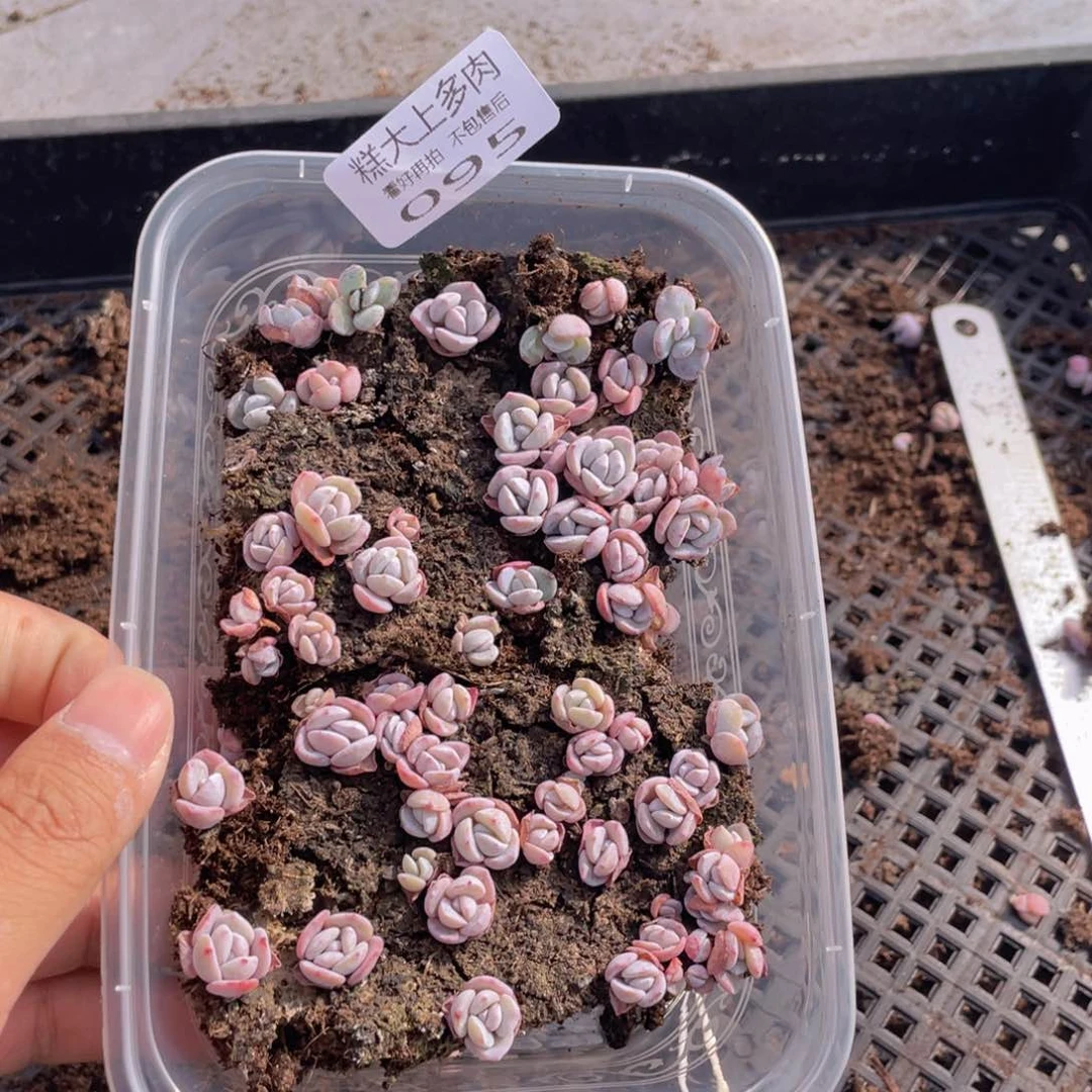 云糖心多肉植物95