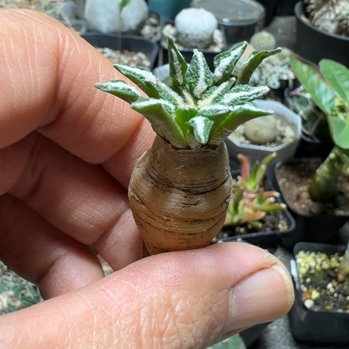 727象足黑牡丹实生脱土发货