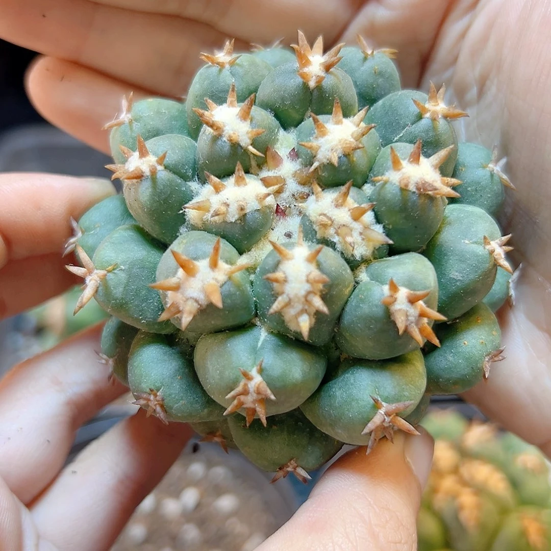 自根短豪刺獠牙7公分