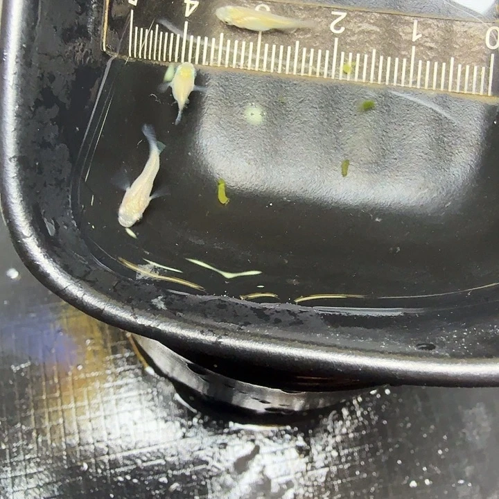 青鳉鱼72号拍品白球3条