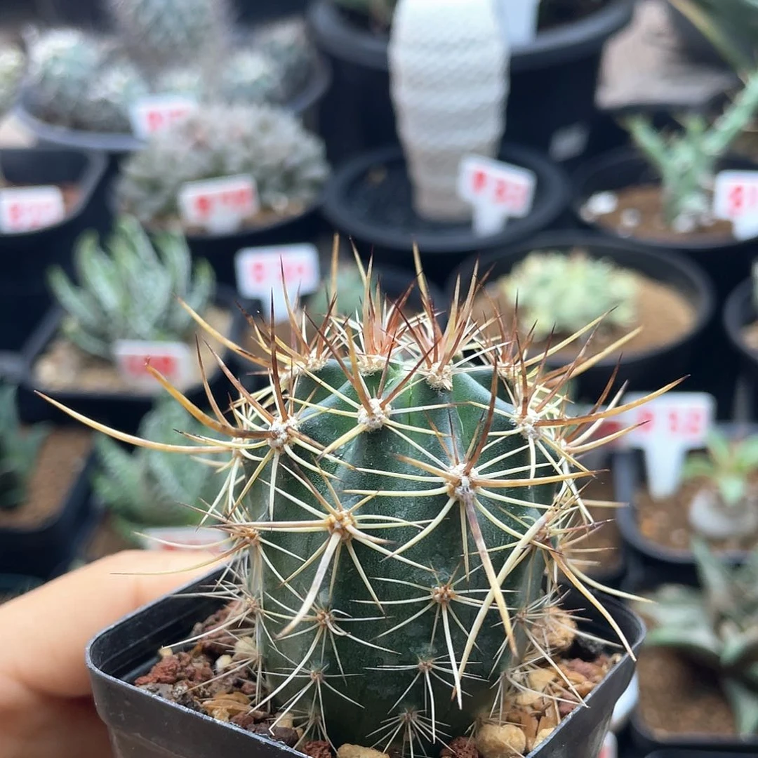 实生狂刺林氏幻虾仙人球
