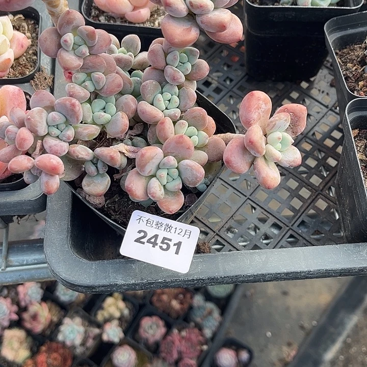 阿雅园艺。      2451劳尔