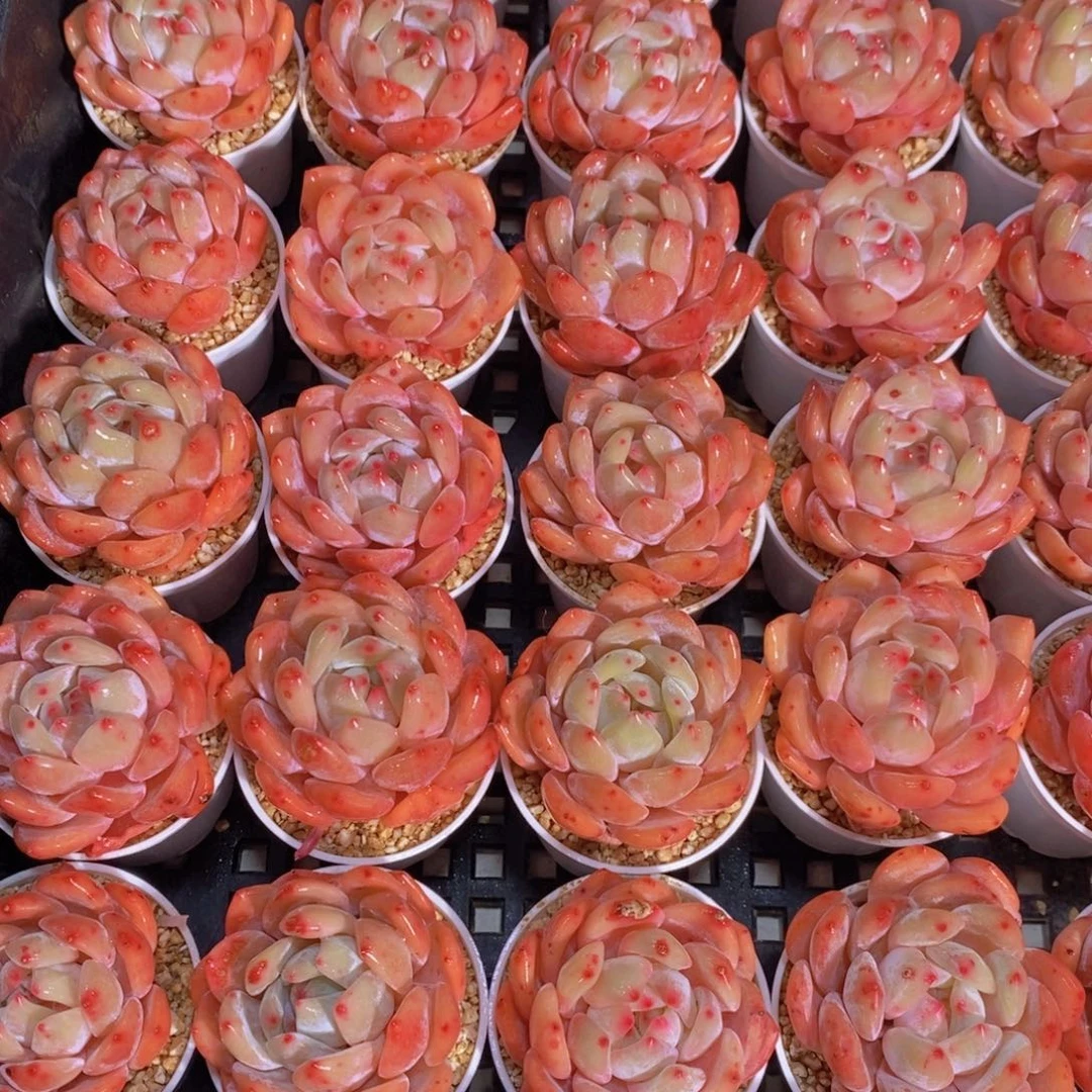 量拍35号 精品奶油果冻韩橙单头五个