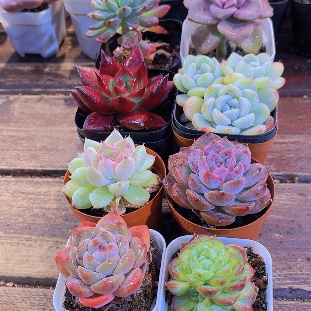 元旦套餐8盆福利111111111