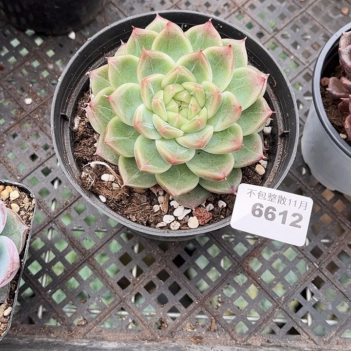 阿雅园艺。         6612钻石珍妮