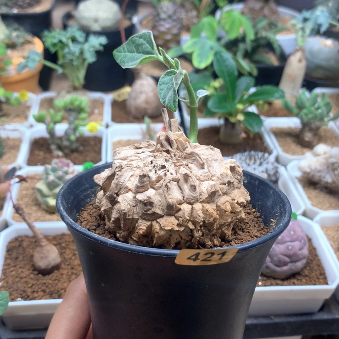 龟甲萝藦带盆母本6cm