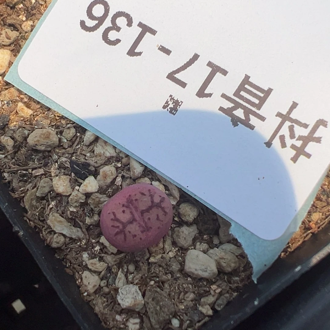 17-136毛杂多肉植物,