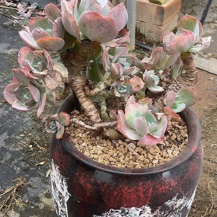 宋***田628不售后白凤脱土发货不退不换