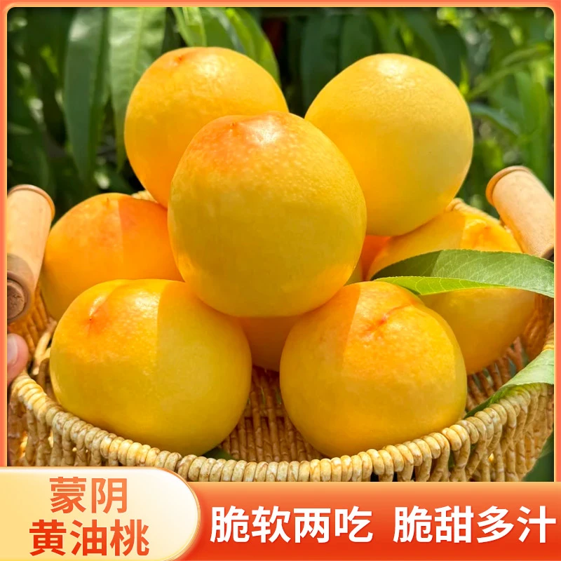 山东蒙阴黄桃黄金油桃新鲜采摘桃子当季水果脆甜多汁