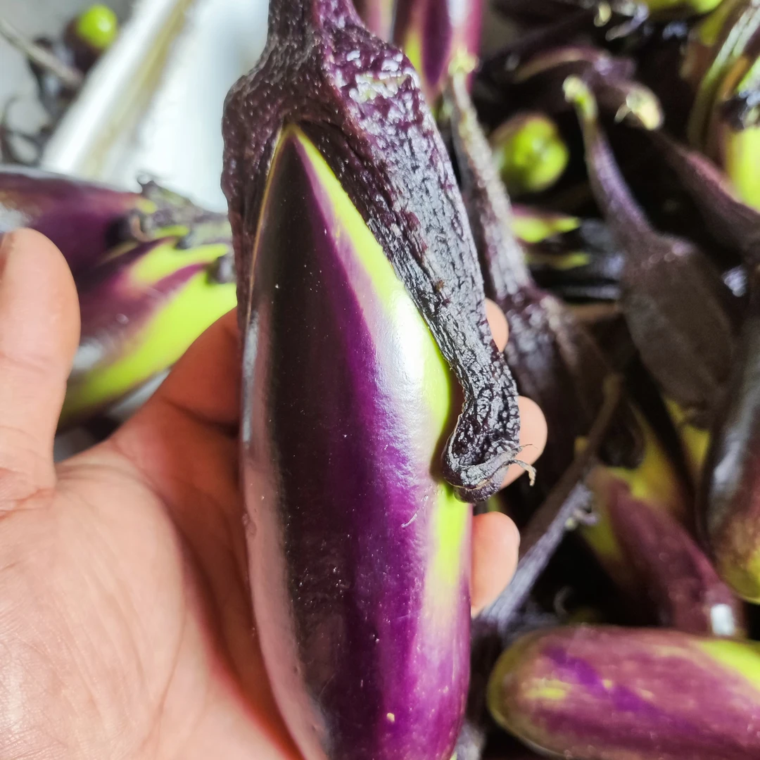 云南新鲜老品种紫茄子青茄子露天种植现摘现发应季蔬菜