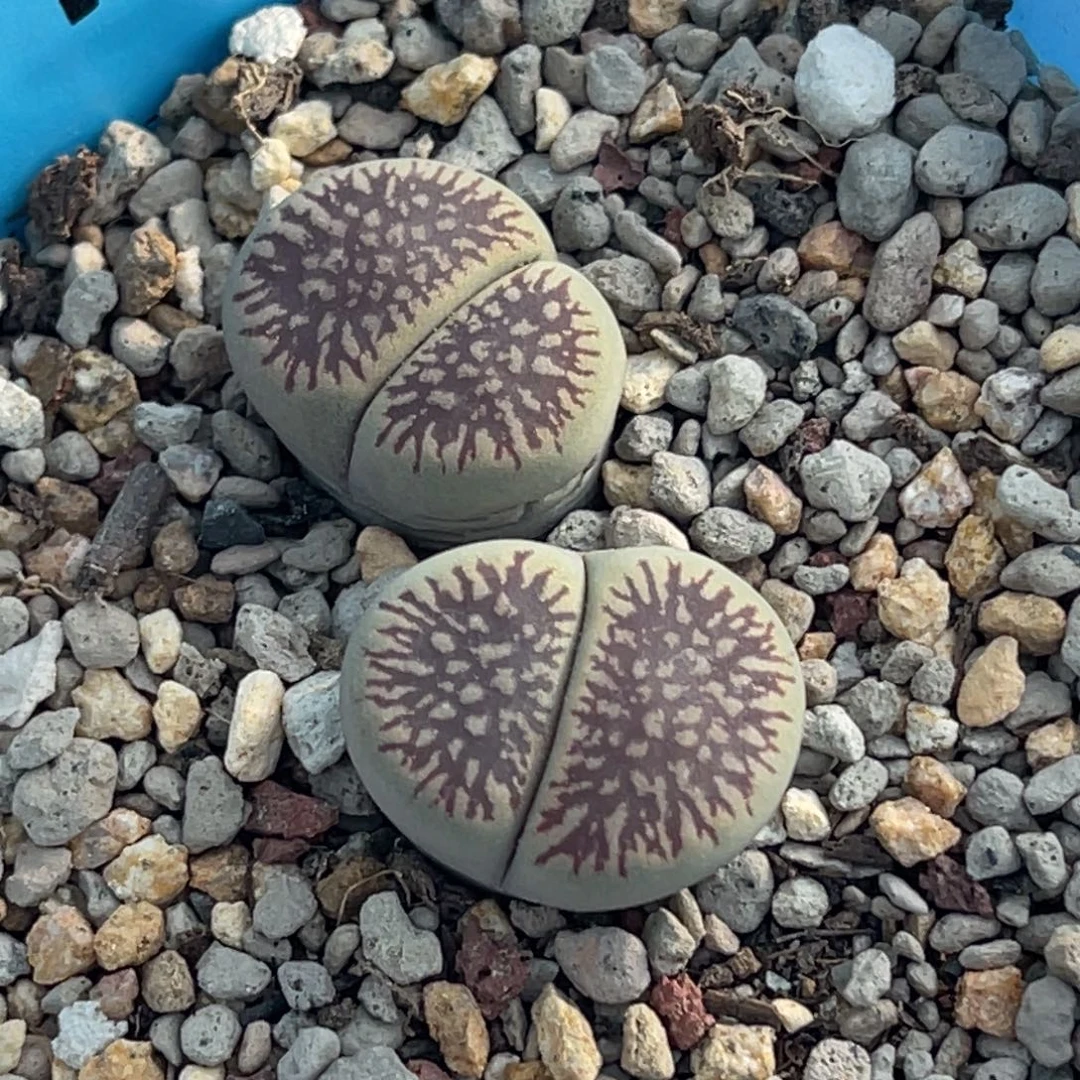 7793双头c54流水日轮一颗