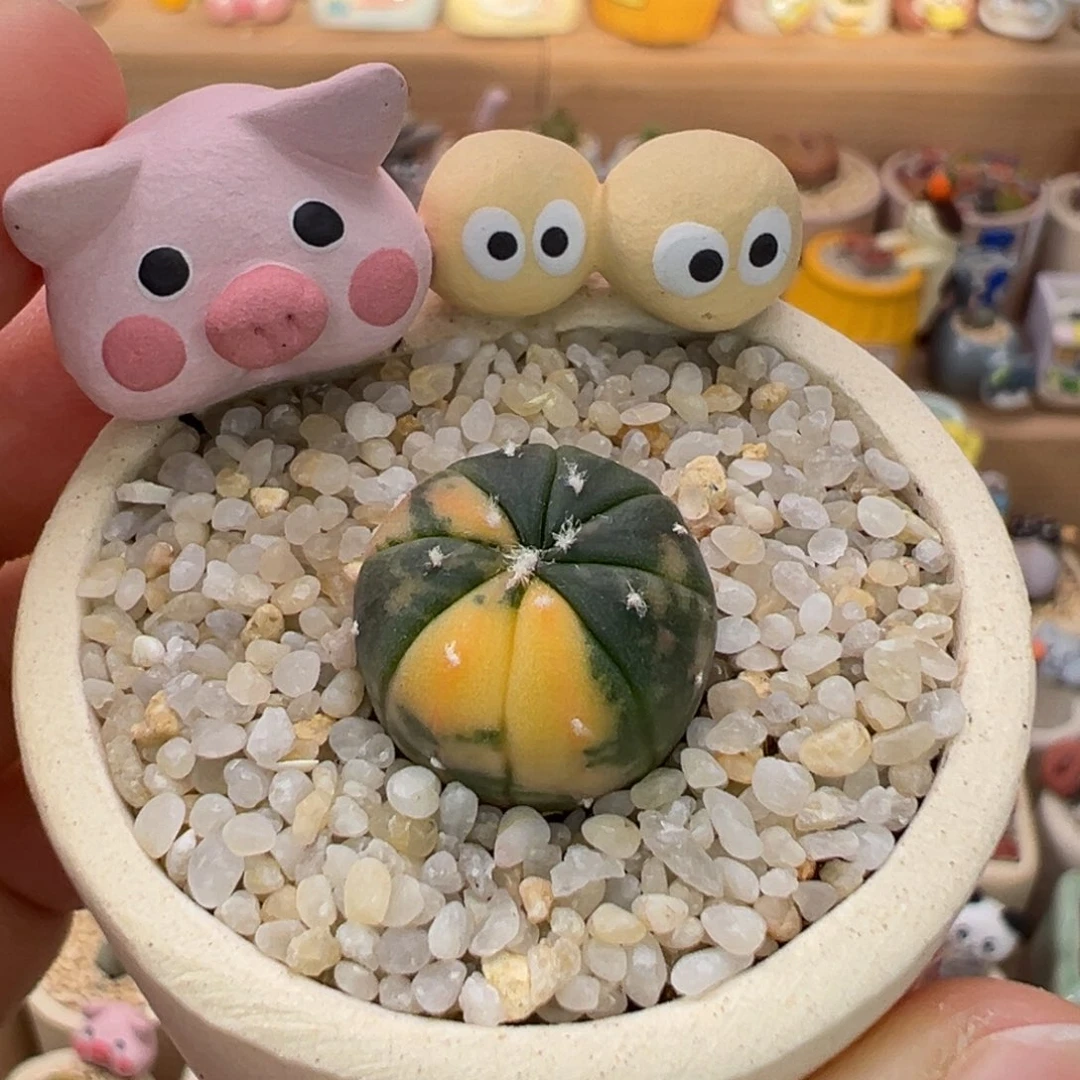 多肉植物75号兜锦