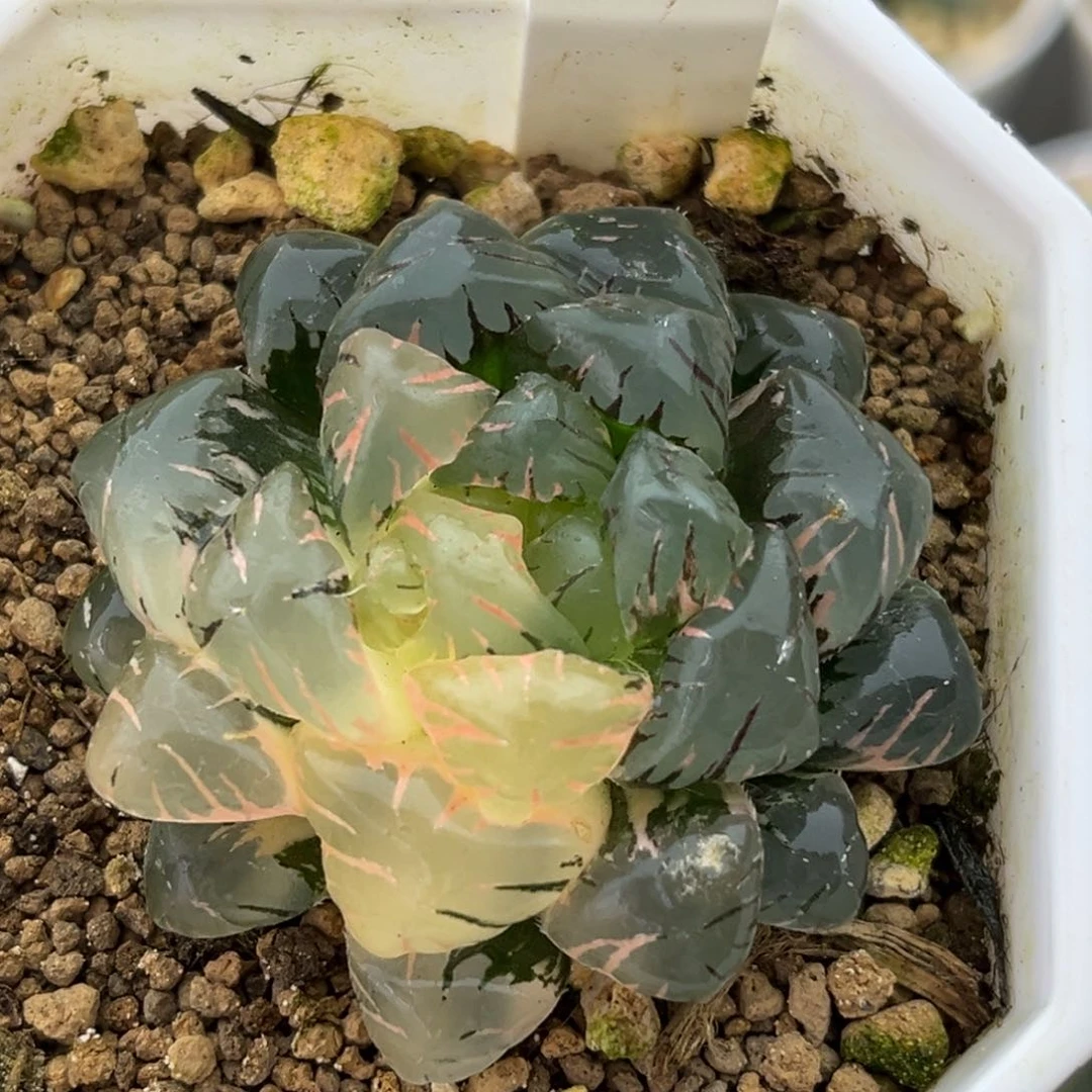 30ob冰灯玉露锦十二卷多肉