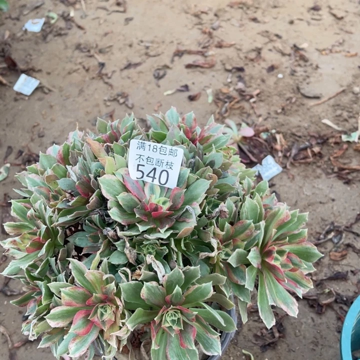 540光辉七彩手捧1