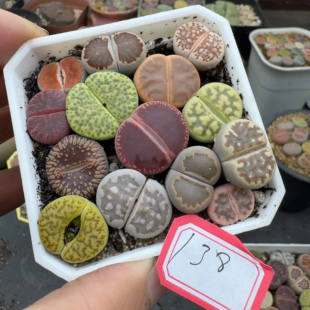 138多肉哈哈哈哈哈哈哈