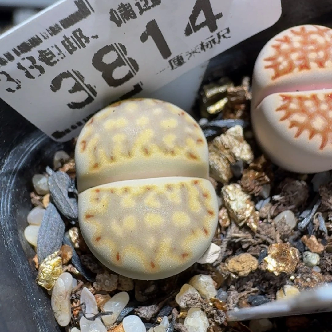 绝绝绝绝子生石花3814