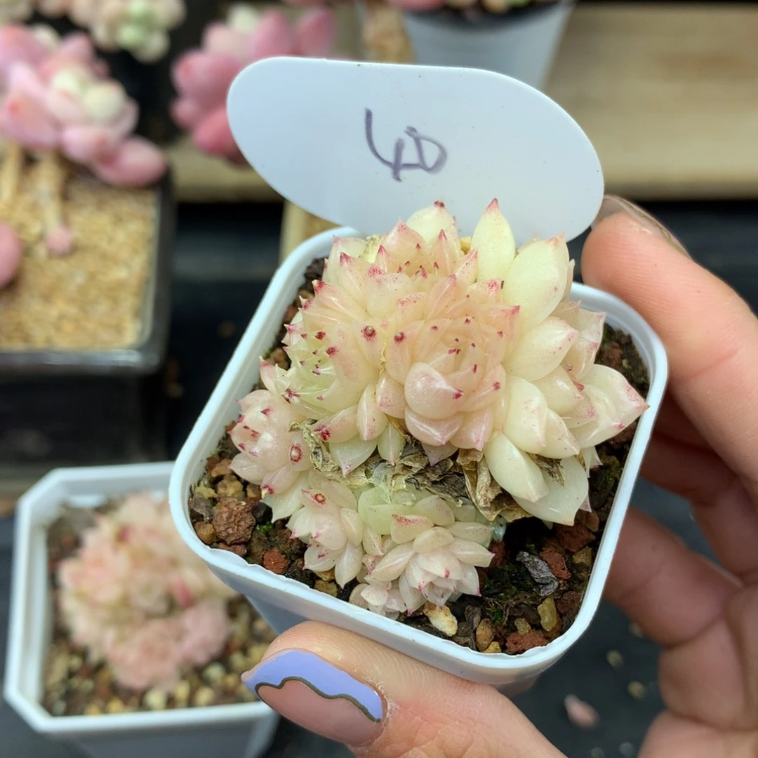 可***熊定繁橘柚麦秆专拍40