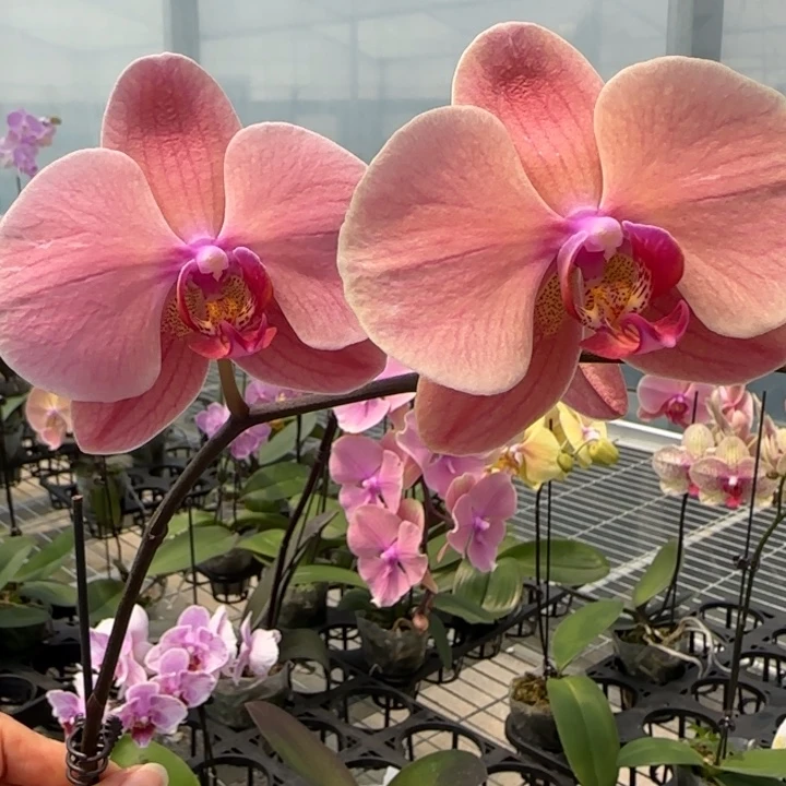 完全开放M423剪梗