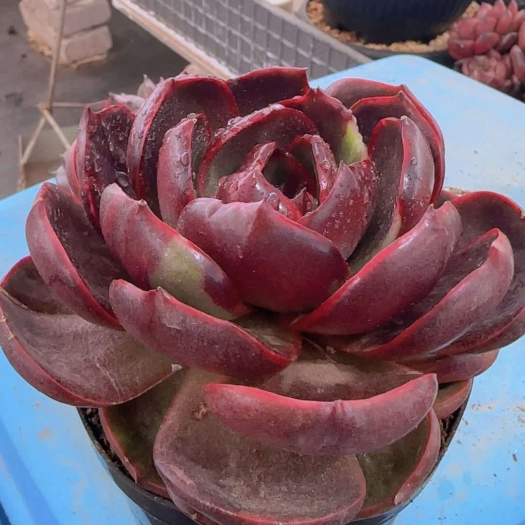 【闪购商品】大红灯